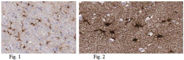 Anti-Aldh1L1 Antibody, clone N103/39