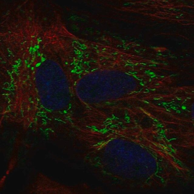 Anti-ALDH1L2 antibody produced in rabbit