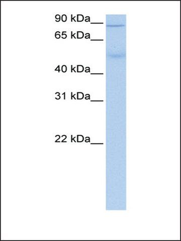 Anti-ALDH1L1 antibody produced in rabbit