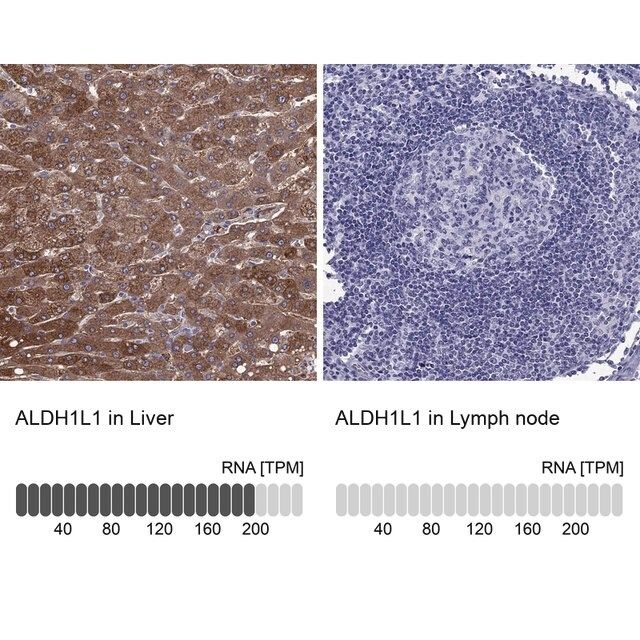 Anti-ALDH1L1 antibody produced in rabbit