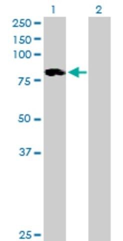 Anti-ALOXE3 antibody produced in mouse