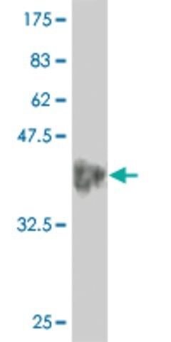 ANTI-ALF antibody produced in mouse