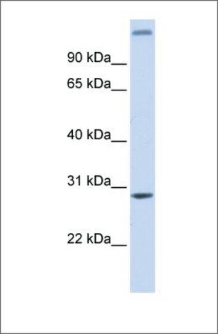 Anti-ALKBH2 antibody produced in rabbit