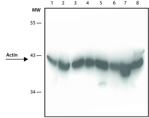 Anti-Actin antibody, Mouse monoclonal