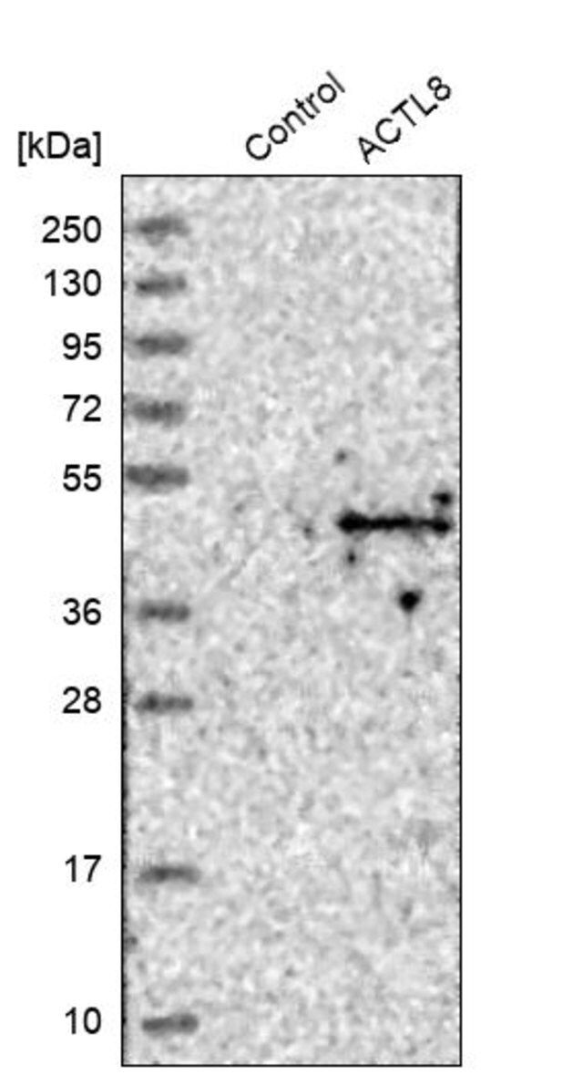 Anti-ACTL8 antibody produced in rabbit