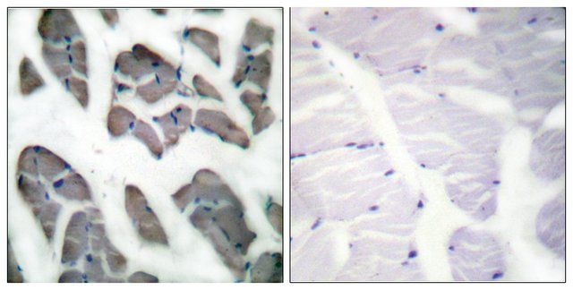 Anti-Actin-2, N-Terminal antibody produced in rabbit