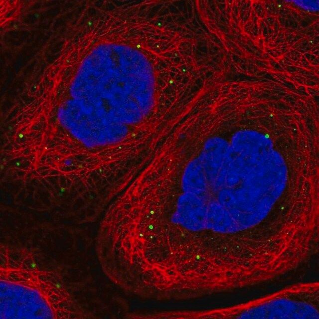 Anti-ADAM19 antibody produced in rabbit