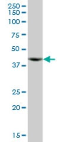 Anti-ACTR10 antibody produced in mouse