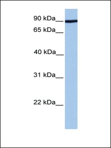 Anti-ADAM2 antibody produced in rabbit