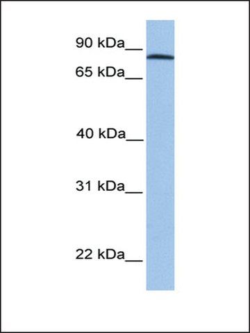 Anti-ADAM7 antibody produced in rabbit