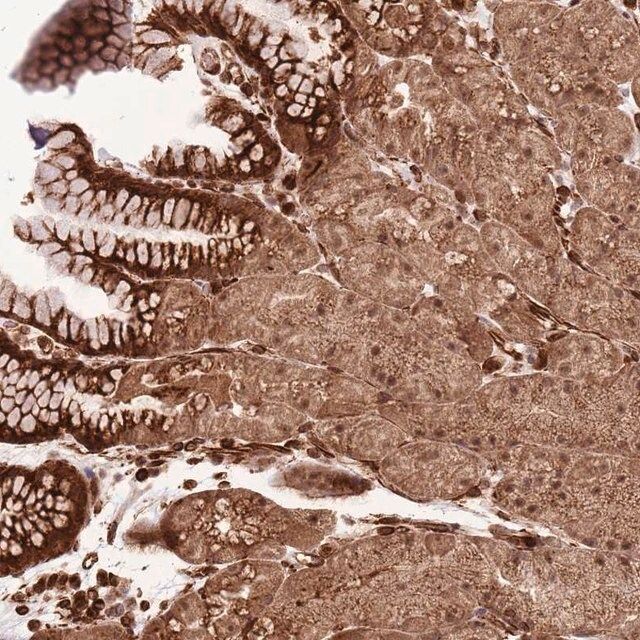 Anti-ADAMTS3 antibody produced in rabbit