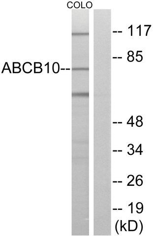 Anti-ABCB10 antibody produced in rabbit