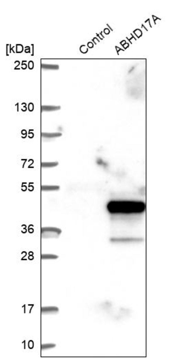 Anti-ABHD17A antibody produced in rabbit