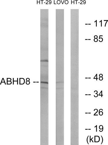 Anti-ABHD8 antibody produced in rabbit