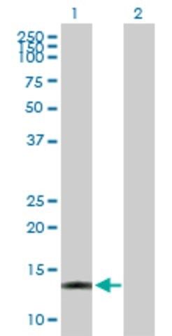 Anti-ACOT13 antibody produced in mouse