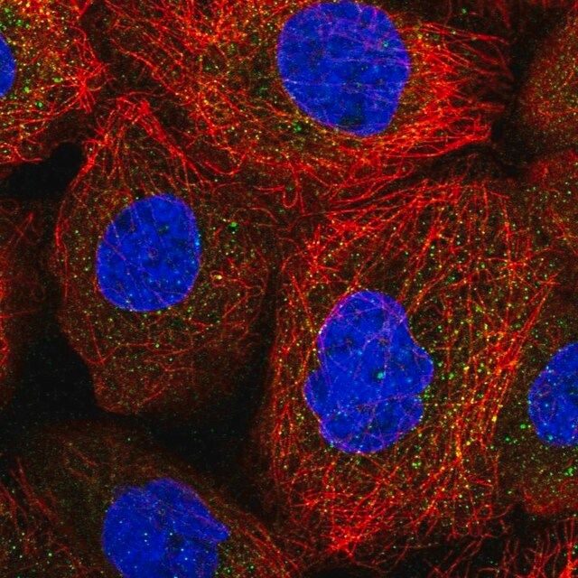 Anti-ACOXL antibody produced in rabbit