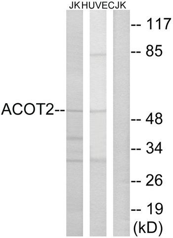 Anti-ACOT2 antibody produced in rabbit