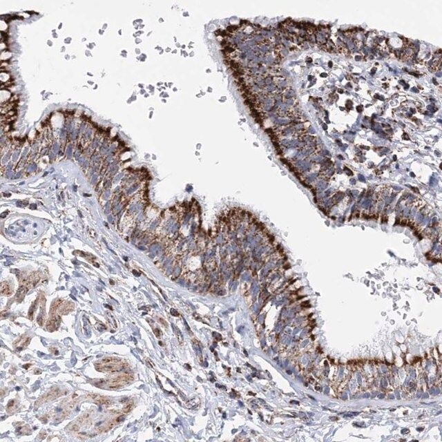 Anti-ACOT9 antibody produced in rabbit