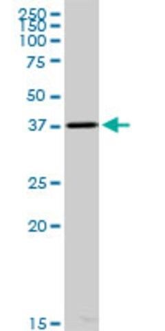 Anti-ACOT7 antibody produced in mouse