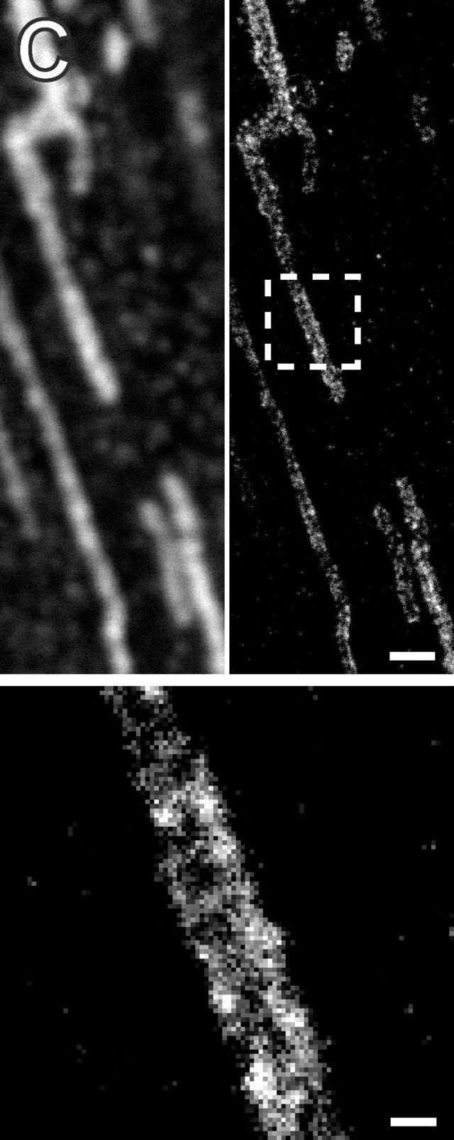 Anti-ACO2 antibody produced in rabbit