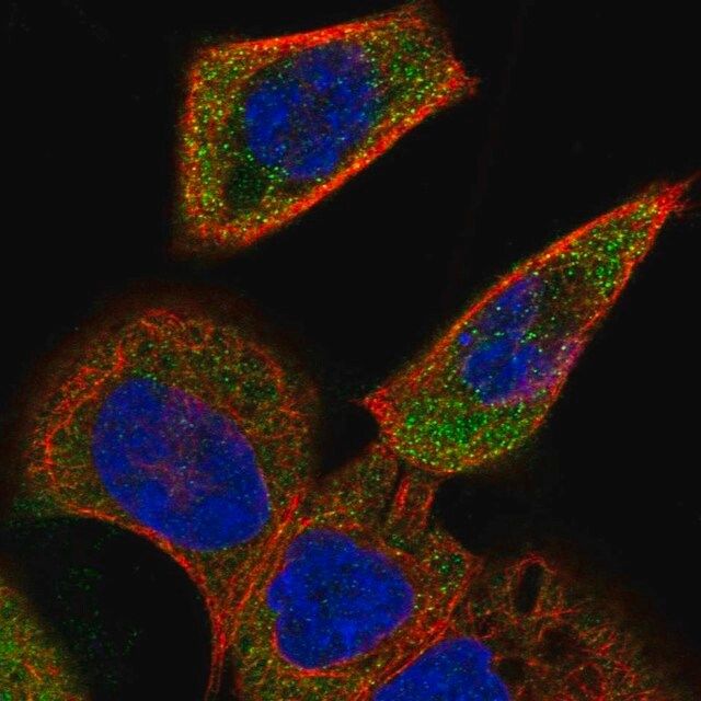 Anti-ACOXL antibody produced in rabbit