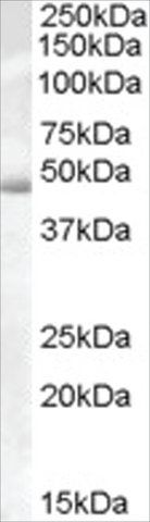 Anti-Actin-like 7B (AB1) antibody produced in goat