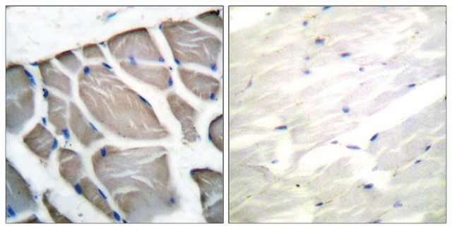 Anti-Actin-pan, C-Terminal antibody produced in rabbit