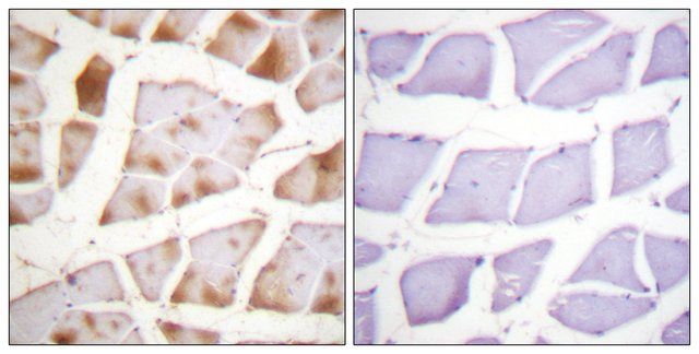 Anti-Actin-pan antibody produced in rabbit