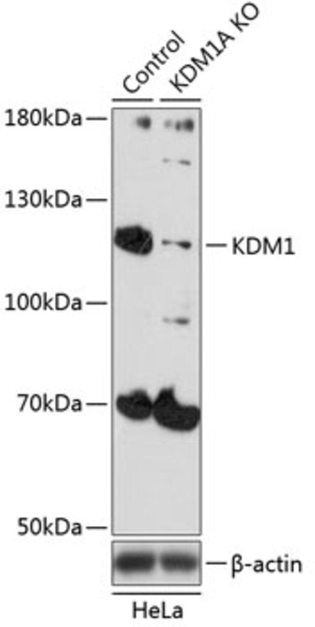 Anti-KDM1 antibody produced in rabbit