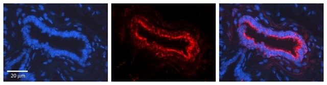 Anti-NOTCH1 antibody produced in rabbit