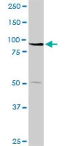 Anti-ABCB9 antibody produced in rabbit