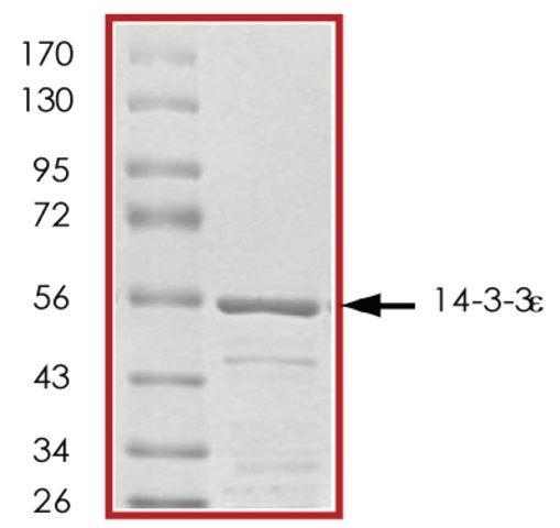 14-3-3 , GST tagged human