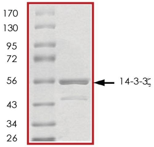 14-3-3 , GST tagged human