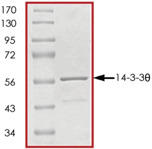 14-3-3 , GST tagged human