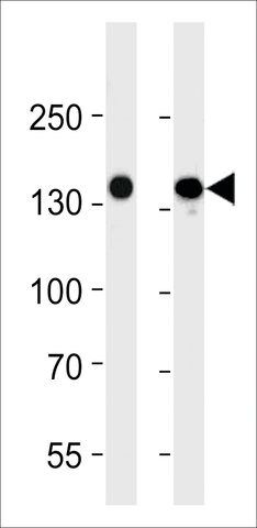 MONOCLONAL ANTI-VEGFR3 antibody produced in mouse