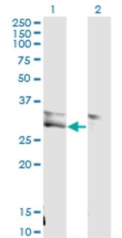 Monoclonal Anti-VWF antibody produced in mouse