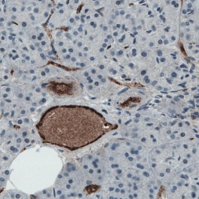 Monoclonal Anti-VWF antibody produced in mouse