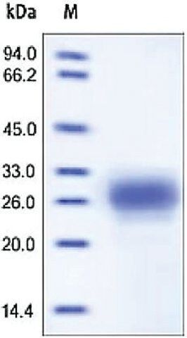 TFPI2 human