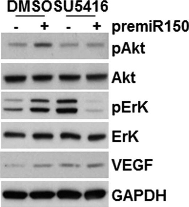 Monoclonal Anti-VEGF antibody produced in mouse