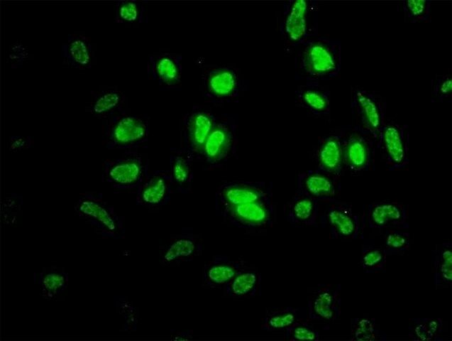 Monoclonal Anti-ID1 antibody produced in mouse