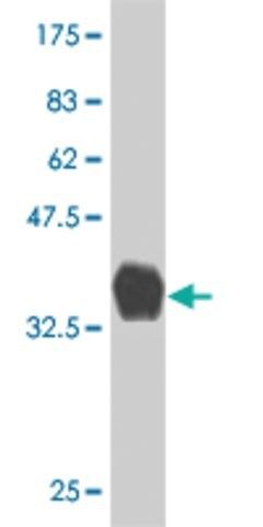 Monoclonal Anti-KRAS antibody produced in mouse