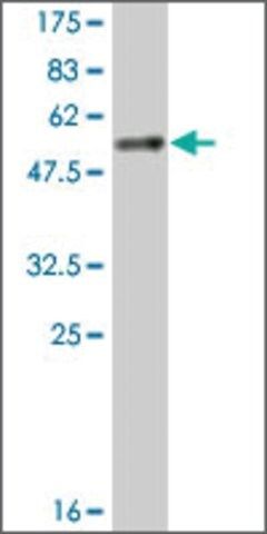 Monoclonal Anti-YWHAB antibody produced in mouse