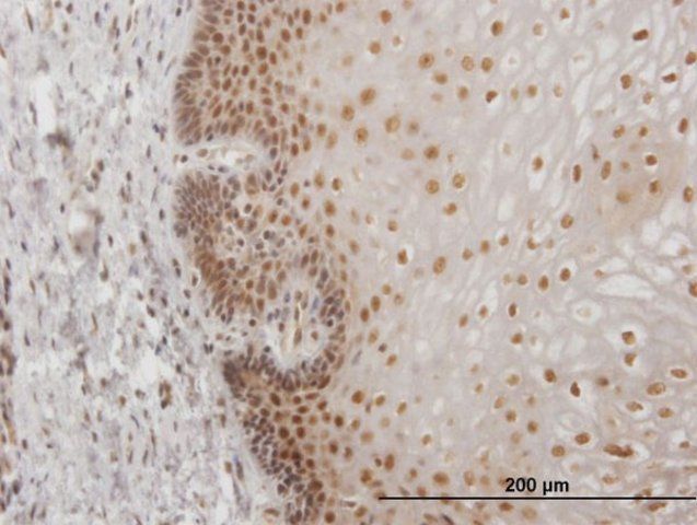 Monoclonal Anti-USF2, (N-terminal) antibody produced in mouse