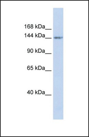 Anti-RBL1 antibody produced in rabbit