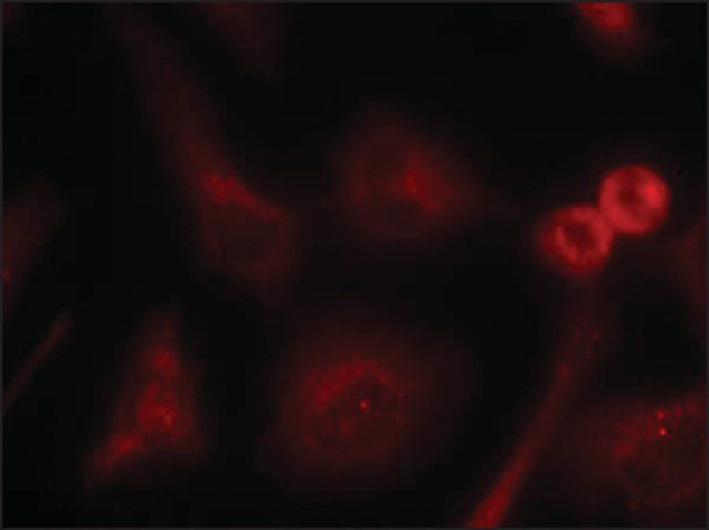 Anti-SHC1 (Ab-349) antibody produced in rabbit