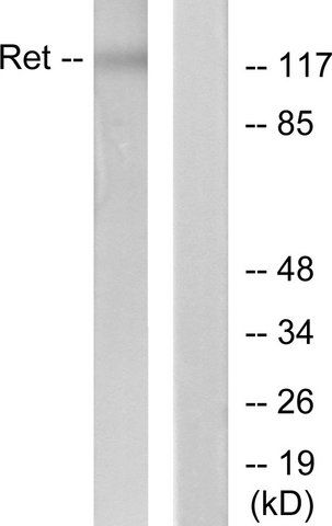 Anti-RET, C-Terminal antibody produced in rabbit