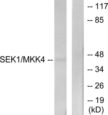 Anti-SEK1 antibody produced in rabbit