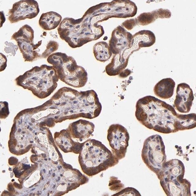 Anti-SHC1 antibody produced in rabbit