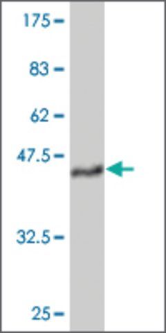 ANTI-TEK antibody produced in mouse