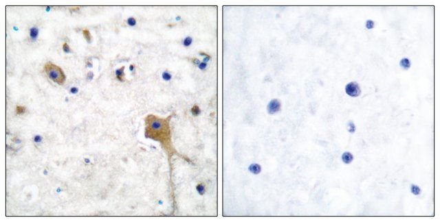 Anti-SH-PTP2 antibody produced in rabbit